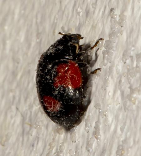 Réf. 263 763 : Adalia bipunctata