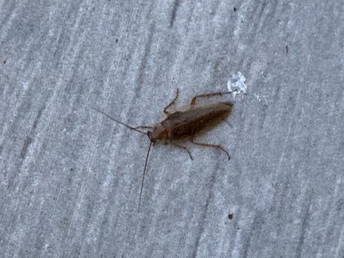 Réf. 263 797 : Ectobius sp.