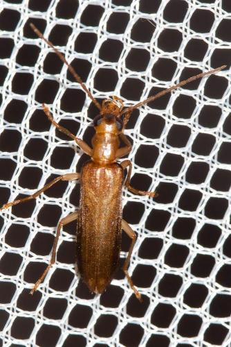 Réf. 263 212 : Nacerdes sp.
