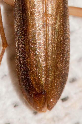 Réf. 263 214 : Nacerdes sp.