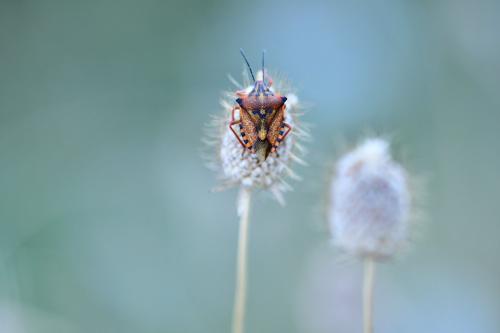 Carpocoris mediterraneus atlanticus
