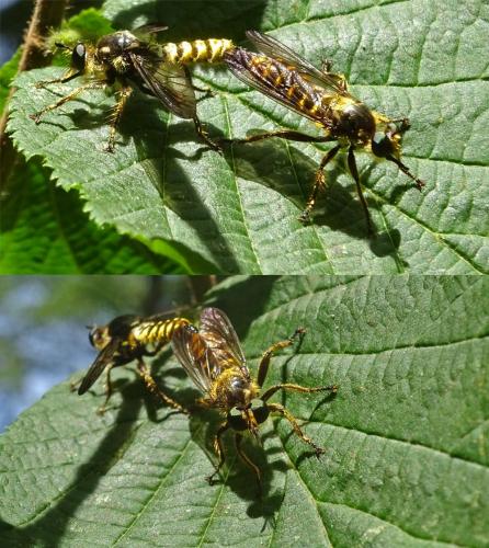 Réf. 263 900 : Choerades fimbriata