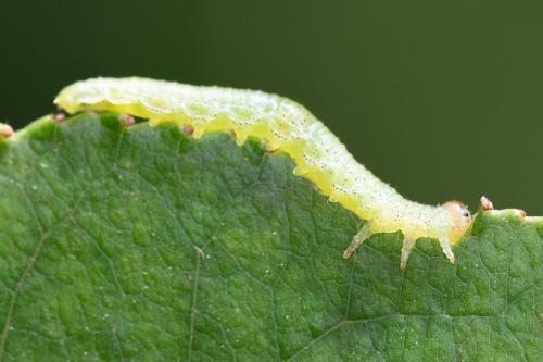 Réf. 263 586 : Nematinae inconnu