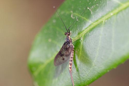 Réf. 263 588 : Ephemera vulgata