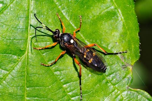 Réf. 263 730 : Diphyus quadripunctorius