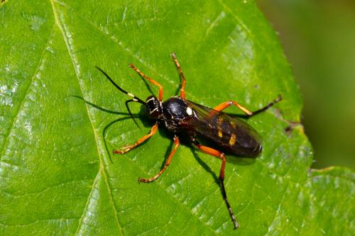 Réf. 263 729 : Diphyus quadripunctorius