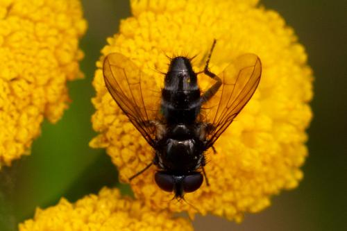 Rhinophora lepida