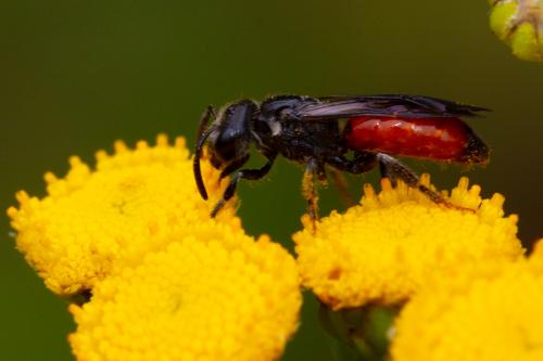 Sphecodes sp.