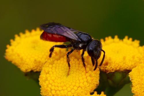 Réf. 263 927 : Sphecodes sp.
