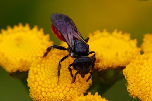 Sphecodes sp.