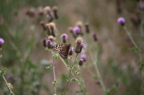 Argynnis paphia