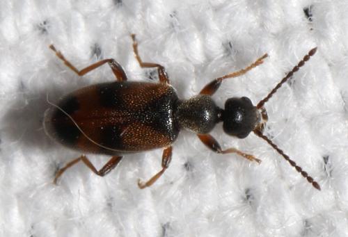 Réf. 263 275 : Anthicus sp.