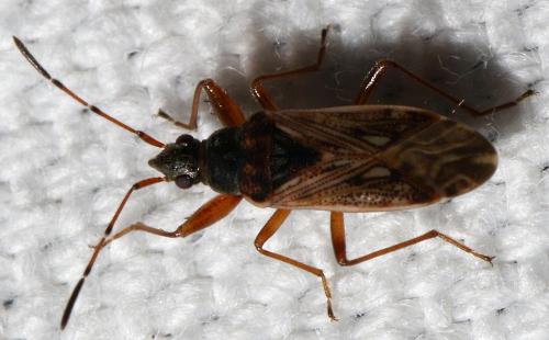 Pachybrachius fracticollis