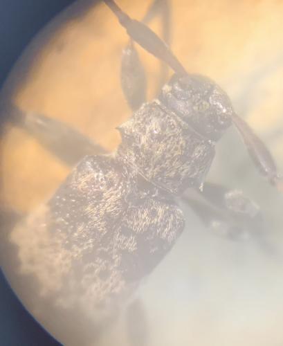 Leiopus sp.