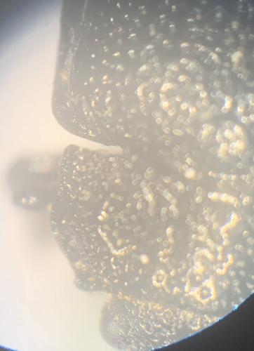 Réf. 263 622 : Galeruca sp.