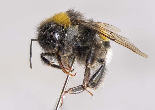 Bombus terrestris