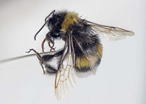 Bombus terrestris