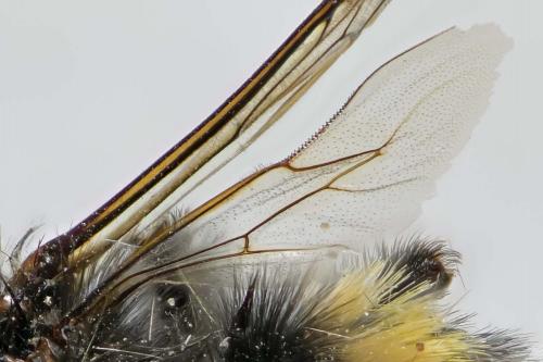 Réf. 263 949 : Bombus terrestris