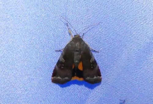 Réf. 263 704 : Noctua sp.
