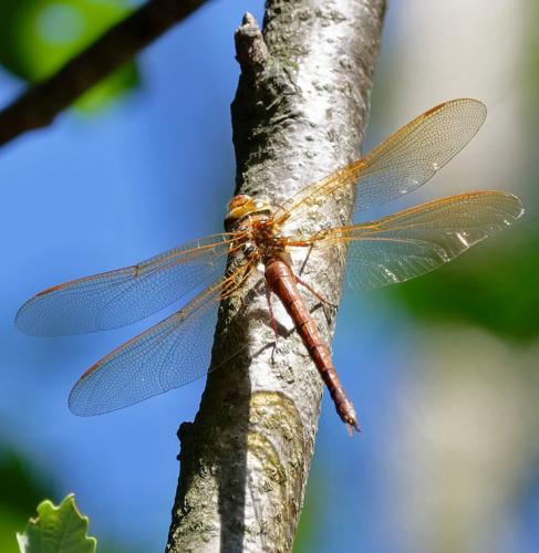 Réf. 263 923 : Aeshna grandis