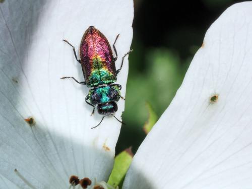 Réf. 263 860 : Anthaxia semicuprea