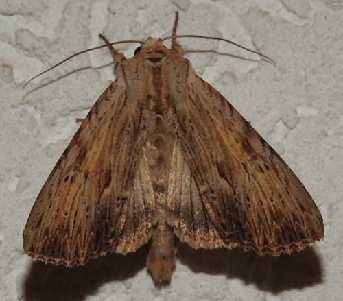 Réf. 263 932 : Apamea lithoxylaea