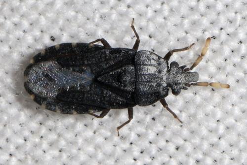 Aradus flavicornis