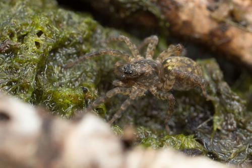 Arctosa sp.