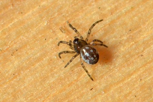 Pachygnatha sp.