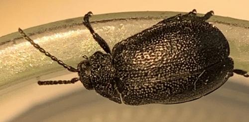 Réf. 263 621 : Galeruca sp.