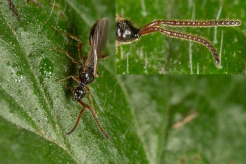 Belytinae
