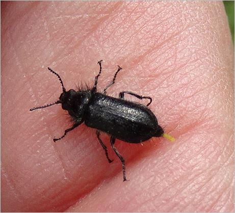 Enicopus sp.