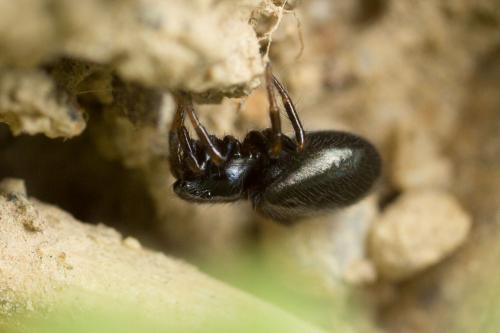 Chalcoscirtus (infimus-nigritus)