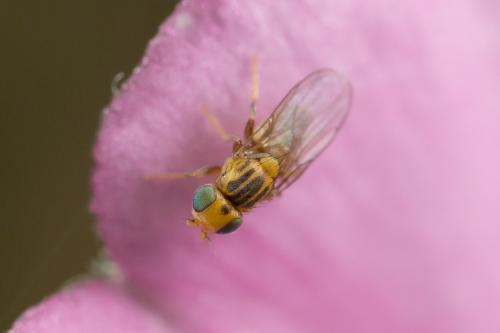 Trachysiphonella sp.