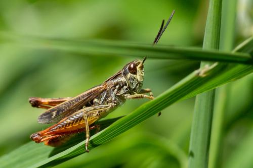 Réf. 263 934 : Chorthippus saulcyi vicdessossi