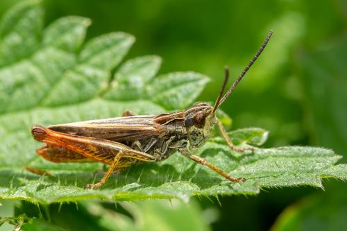 Réf. 263 933 : Chorthippus saulcyi vicdessossi