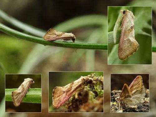 Cochylis roseana
