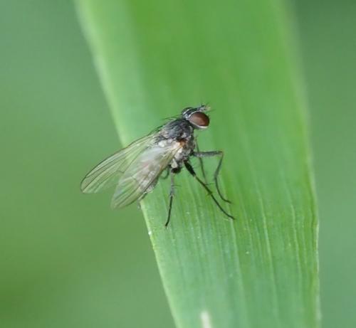 Réf. 263 276 : Coenosia sp.