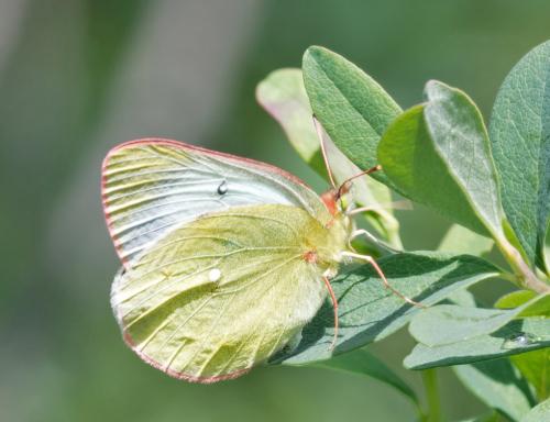Colias palaeno