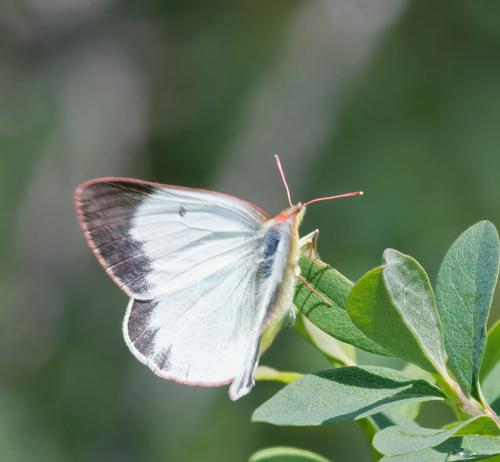 Réf. 263 131 : Colias palaeno