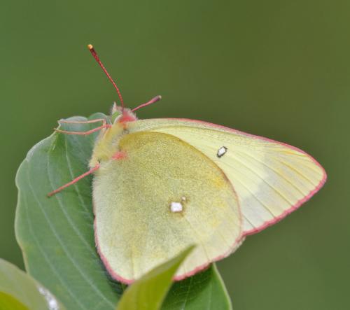 Colias palaeno