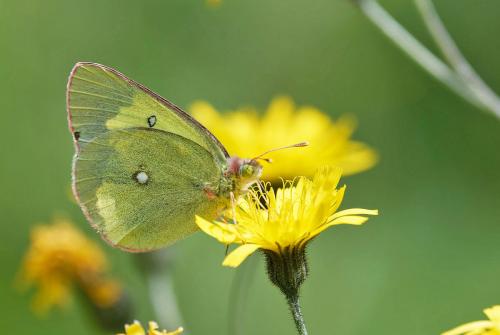 Colias palaeno