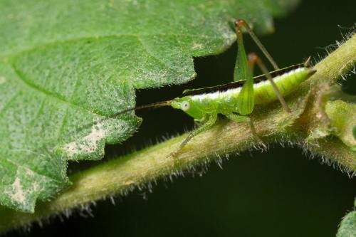 Réf. 263 976 : Conocephalus fuscus