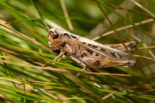 Réf. 263 528 : Omocestus haemorrhoidalis haemorrhoidalis