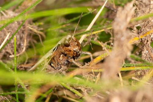 Réf. 263 529 : Omocestus haemorrhoidalis haemorrhoidalis