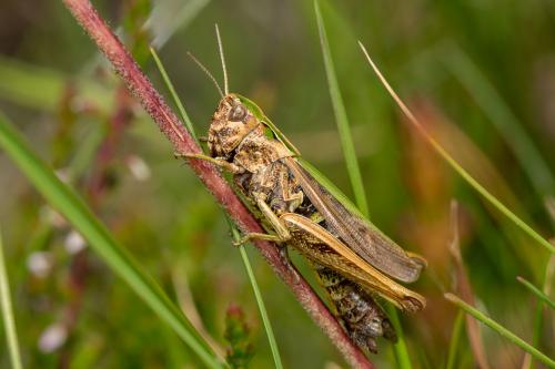 Omocestus sp.