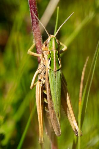 Omocestus sp.