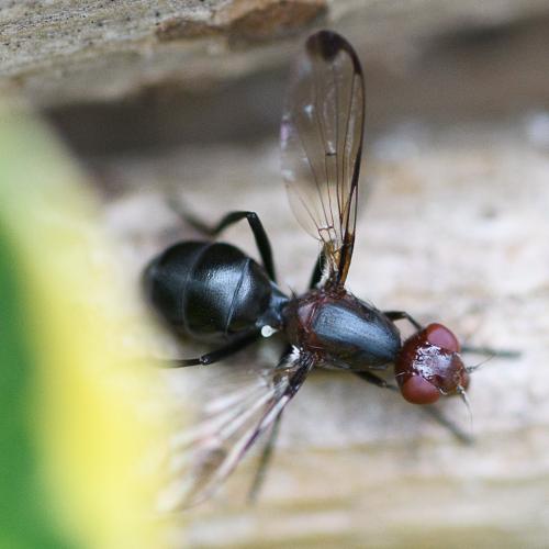 Réf. 263 218 : Cephalia rufipes