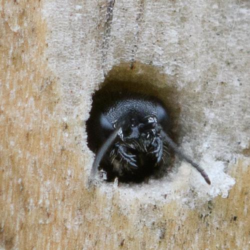 Pemphredon inornata