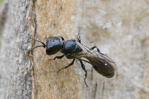 Pemphredon inornata